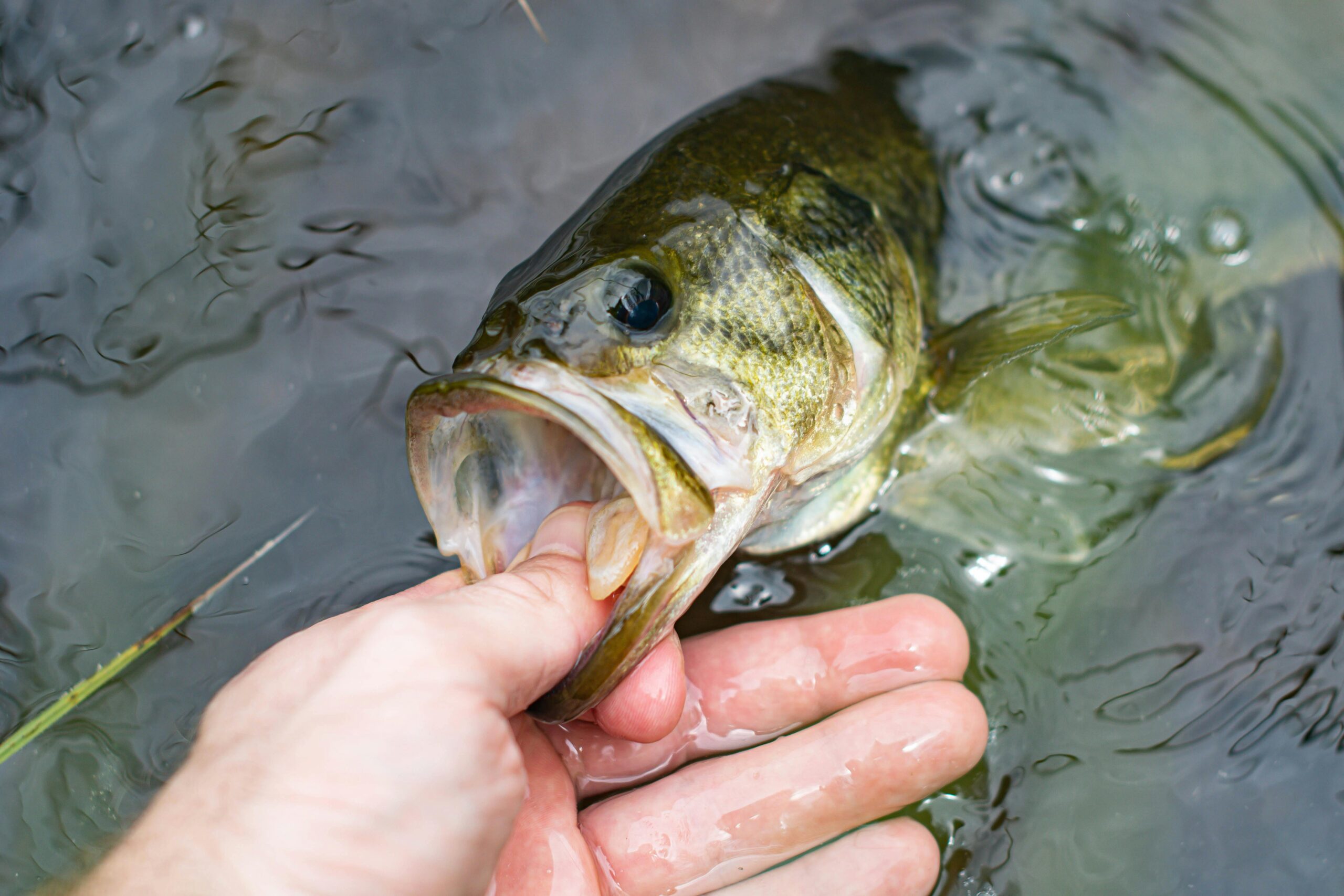 Detailed close-up of a hand holding a largemouth bass in freshwater.